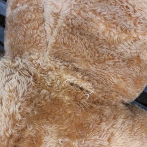 画像3: Extra large teddy bear from England