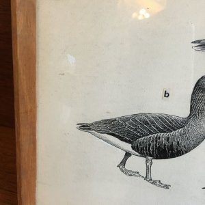 画像3: Vintage waterfront bird framed picture
