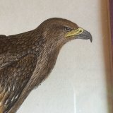 画像: Eagle antique print from England